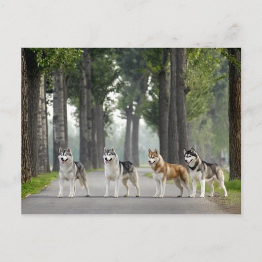 Schöne Husky Hunde auf einem Naturlehrpfad Postkarte (Vorderseite)