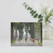 Schöne Husky Hunde auf einem Naturlehrpfad Postkarte (Stehend Vorderseite)