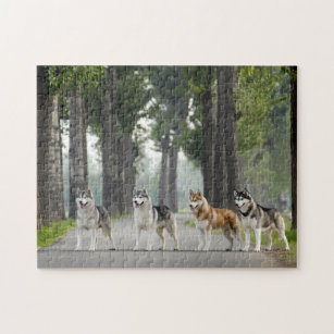 Schöne Husky Hunde auf einem Naturlehrpfad Puzzle