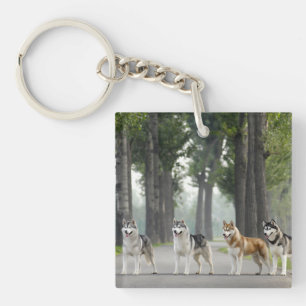 Schöne Husky-Hunde auf einem Naturlehrpfad Schlüsselanhänger
