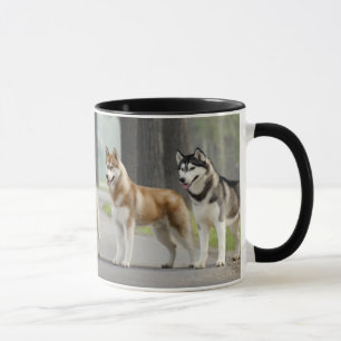 Schöne Husky-Hunde auf einem Naturlehrpfad Tasse