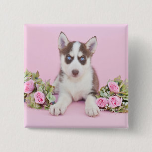 Schöne Husky-Welpe mit rosa Rosen Button