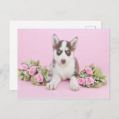Schöne Husky-Welpe mit rosa Rosen Postkarte (Vorne/Hinten)