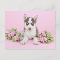 Schöne Husky-Welpe mit rosa Rosen