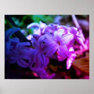 Schöne Hyazinthe (Hyacinthus) Blume Poster