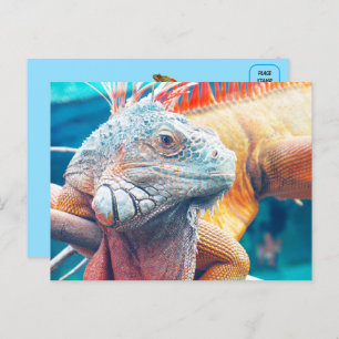 Schöne iguana Postkarte