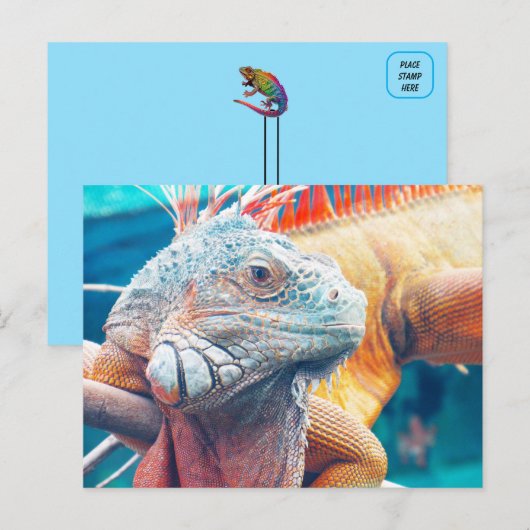 Schöne iguana Postkarte (Vorne/Hinten)