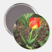 Schöne im Frühling ...... Magnet (Vorderseite/Rückseite)