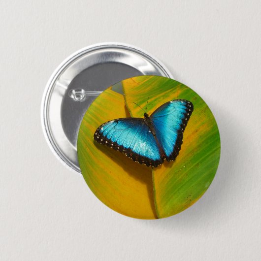 Schöne, iridescent Butterfly Button (Vorne & Hinten)