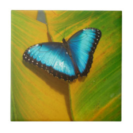Schöne, iridescent Butterfly Fliese