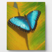 Schöne, iridescent Butterfly Fotoplatte (Vorderseite)