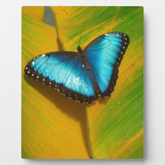 Schöne, iridescent Butterfly Fotoplatte (Vorderseite)