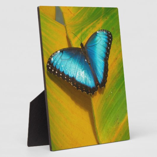 Schöne, iridescent Butterfly Fotoplatte (Seite)