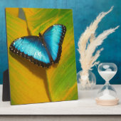 Schöne, iridescent Butterfly Fotoplatte (Seite)