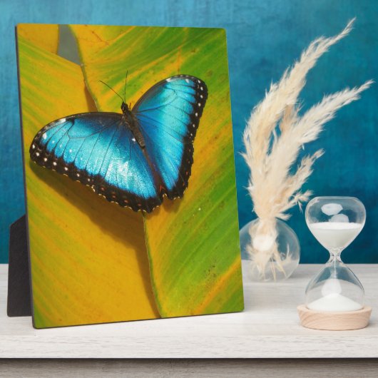 Schöne, iridescent Butterfly Fotoplatte (Seite)