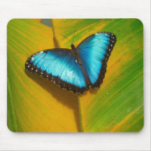 Schöne, iridescent Butterfly