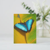 Schöne, iridescent Butterfly Postkarte (Stehend Vorderseite)