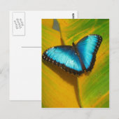 Schöne, iridescent Butterfly Postkarte (Vorne/Hinten)
