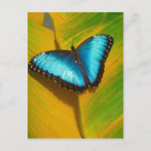 Schöne, iridescent Butterfly