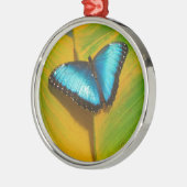 Schöne, iridescent Butterfly Silbernes Ornament (Links)