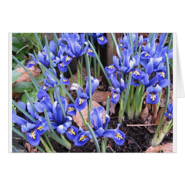 SCHÖNE IRIEN (Vorderseite (Horizontal))