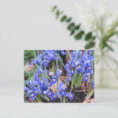 SCHÖNE IRIEN POSTKARTE (Stehend Vorderseite)