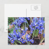 SCHÖNE IRIEN POSTKARTE (Vorne/Hinten)