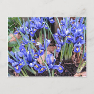 SCHÖNE IRIEN POSTKARTE