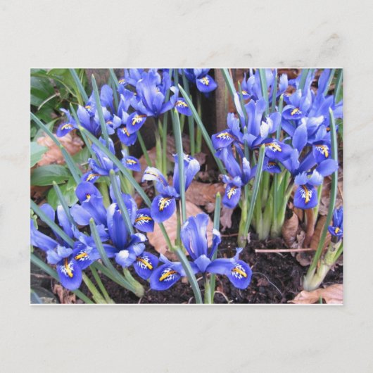 SCHÖNE IRIEN POSTKARTE (Vorderseite)