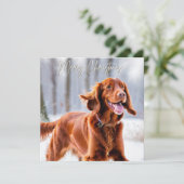 Schöne Irish Red Setter Dog Breed Weihnachten (Stehend Vorderseite)