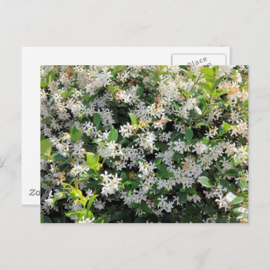 Schöne Jasmine-Blume Postkarte (Vorne/Hinten)