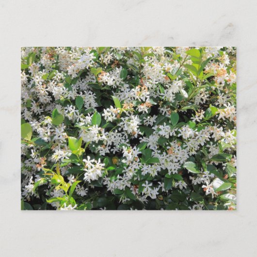Schöne Jasmine-Blume Postkarte (Vorderseite)