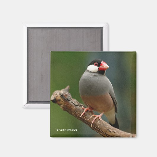 Schöne Java Finch Songbird Magnet (Vorderseite/Rückseite)