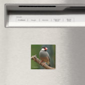 Schöne Java Finch Songbird Magnet (In Situ (Geschirrspüler))