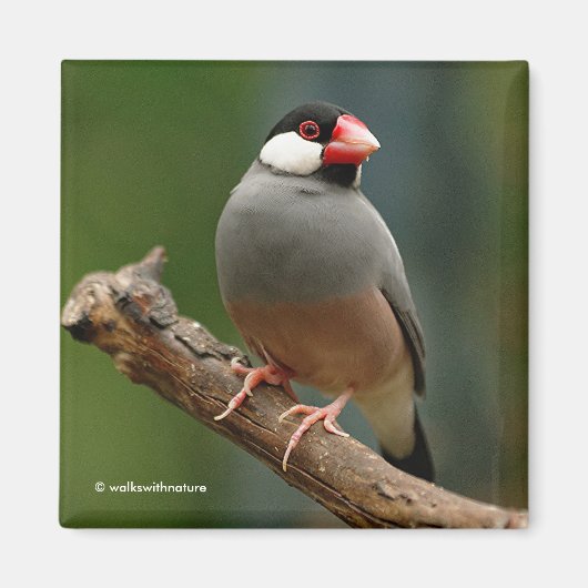 Schöne Java Finch Songbird Magnet (Vorne)