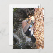 Schöne Jay auf Peanuts DIY Postkarte (Vorne/Hinten)