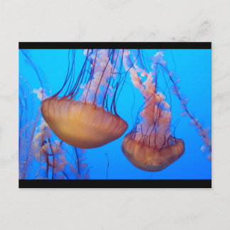 Schöne Jellyfish Postkarte