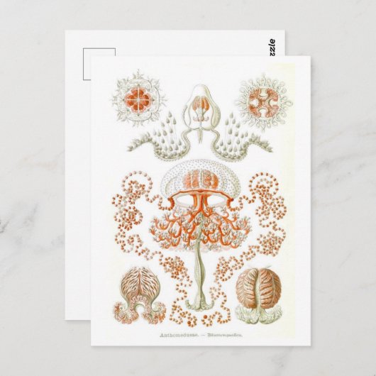 Schöne Jellyfish Postkarte (Vorne/Hinten)