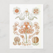 Schöne Jellyfish Postkarte (Vorderseite)