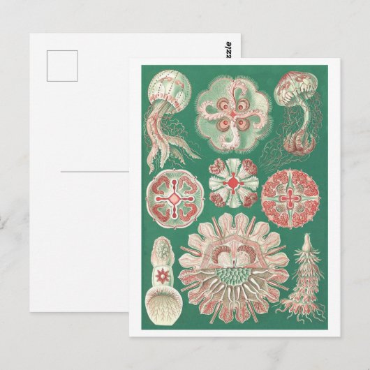 Schöne Jellyfish Postkarte (Vorne/Hinten)