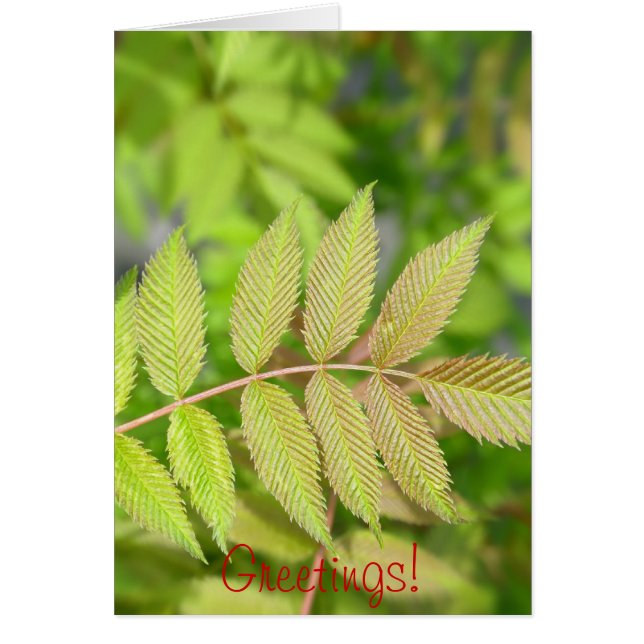 Schöne junge grüne Blätter (Vorne)