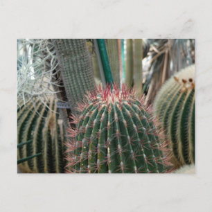 Schöne Kaktus Postkarte