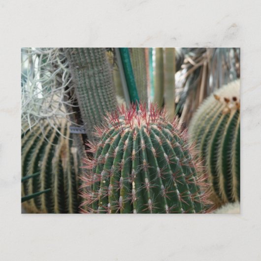 Schöne Kaktus Postkarte (Vorderseite)