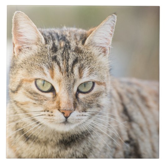 Schöne Katze Fliese (Vorderseite)