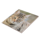 Schöne Katze Fliese (Seite)