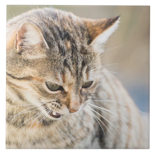 Schöne Katze Fliese (Vorderseite)