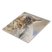 Schöne Katze Fliese (Seite)