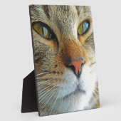 Schöne Katze Fotoplatte (Seite)