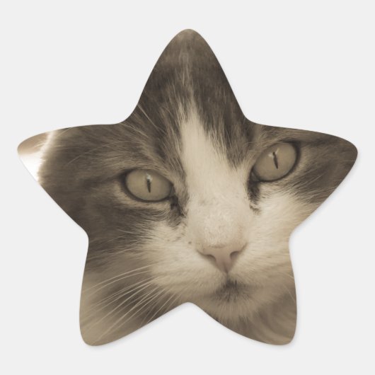 Schöne Katze im Sepia-Stil Stern-Aufkleber (Vorderseite)