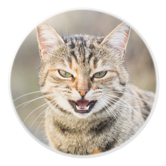 Schöne Katze Keramikknauf (Vorderseite)